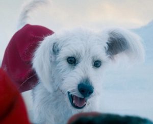 Krypto in Superman (2025)